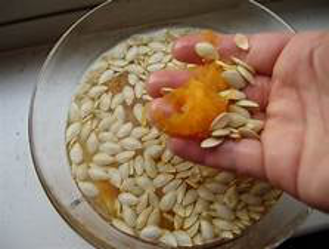 holding pumpkin seeds over bowl